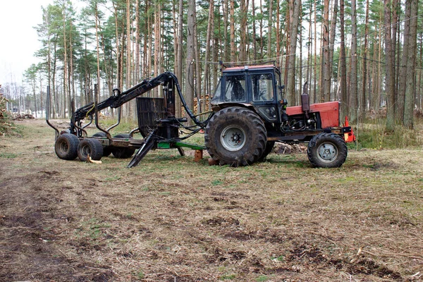 Скам Янілі Стовбури Падіння Сосни Шматочок Видно Концепція Вирубки Дерев — стокове фото