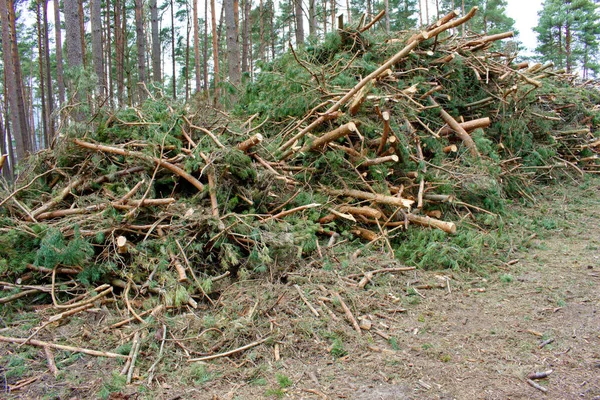 Felled Pine Branches One Heap Concept Cutting Trees Deforestation — Stock Photo, Image