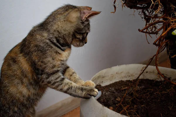 Tabby Kočka Stojí Okraji Květináče Dívá Kořeny Palmy Půdou Detailu — Stock fotografie