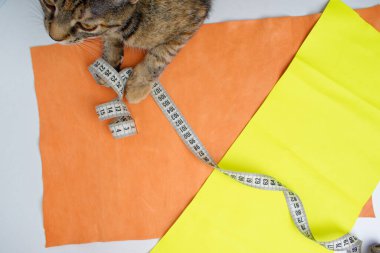 Turuncu ve sarı deri parçaları ve bükülmüş bir santimetre. Tekir bir kedinin çerçevesinde.