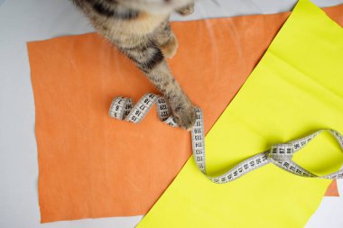 Turuncu ve sarı deri parçaları ve bükülmüş bir santimetre. Tekir bir kedinin çerçevesinde.