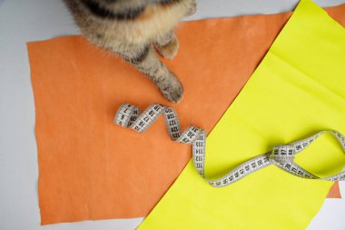 Turuncu ve sarı deri parçaları ve bükülmüş bir santimetre. Tekir bir kedinin çerçevesinde.