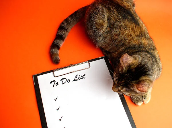 List Notepad White Sheet Paper Next Cute Tabby Cat Orange — Stock Photo, Image