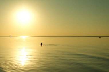 Gün batımında suda yalnız bir martının silueti. Yazın kumsalda dinlen..