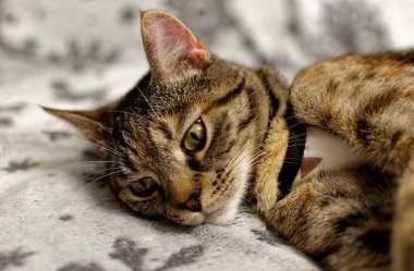 Takım elbiseli şirin kedi yavrusu kameraya bakıyor. Ameliyattan sonra tıbbi battaniyede tekir kedi. 
