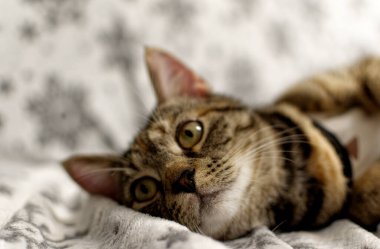 Şirin tekir kedicik kameraya bakıyor..