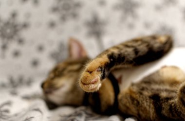 Yavru kedinin pençesi yakın. Yüzeyin derinliği. Tekir kedi. Ameliyattan sonra tıbbi battaniyede tekir kedi. 