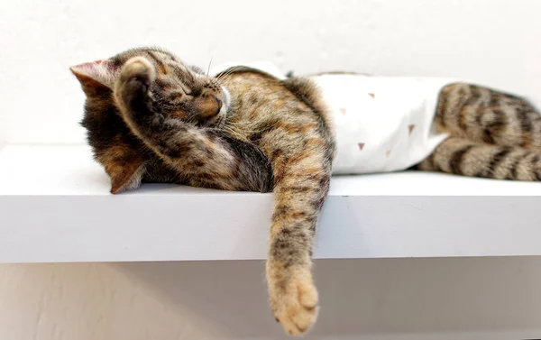 Tabby cat is washing in a medical blanket after surgery. Kitten neutering, protective suit.