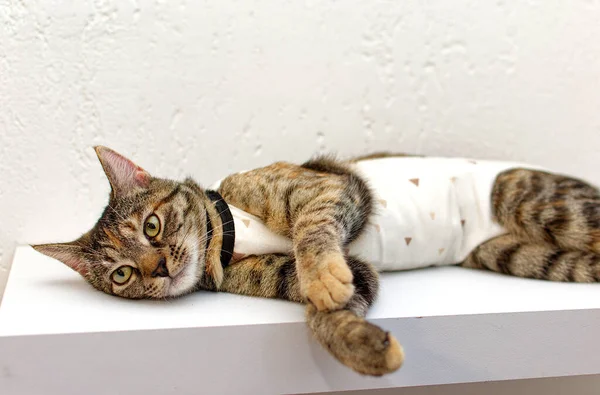 Tabby Cat Medical Blanket Surgery Kitten Neutering Protective Suit — Stock Photo, Image