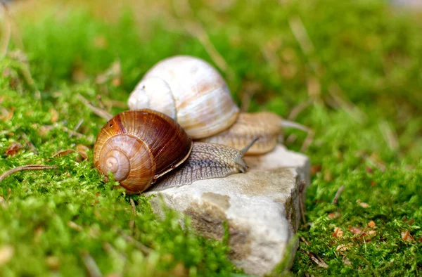 石の上の茶色のブドウのカタツムリ 苔の周り — ストック写真