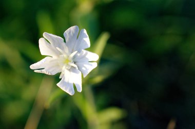 Kum adam beyaz çiçek, yeşil arka planda yabani çiçek. Sidik torbasının inanılmaz çiçekleri Campion. Makroyu kapat.