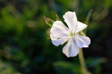 Kum adam beyaz çiçek, yeşil arka planda yabani çiçek. Sidik torbasının inanılmaz çiçekleri Campion. Makroyu kapat.