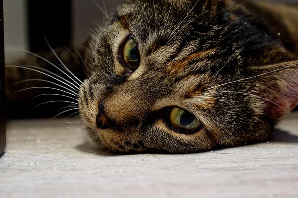 Cute Tabby Cat Watching Camera — Stock Photo, Image