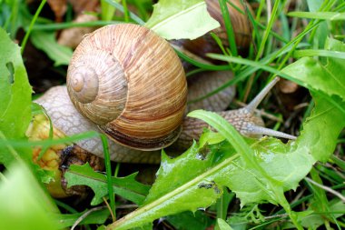 Üzüm salyangozu çimlerin arasında..