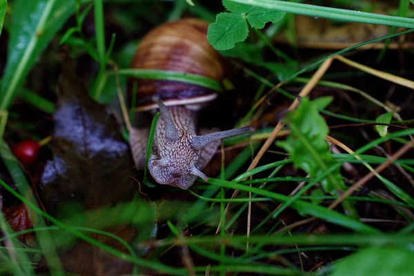 草の間のブドウのカタツムリのクローズアップ — ストック写真