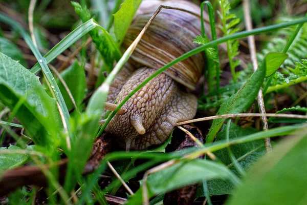 草の間のブドウのカタツムリのクローズアップ — ストック写真