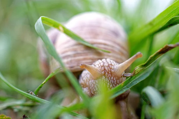 Druvsnigel Närbild Bland Gräset — Stockfoto