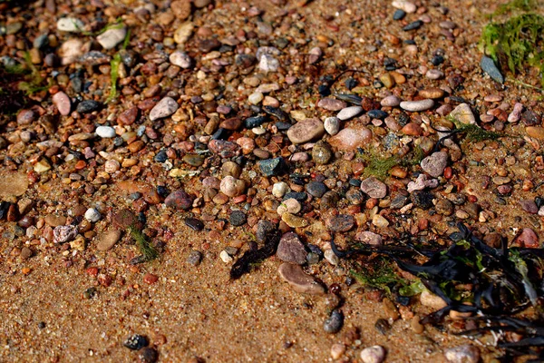 Побережье Много Маленьких Камней Пляж Латвии Туя — стоковое фото