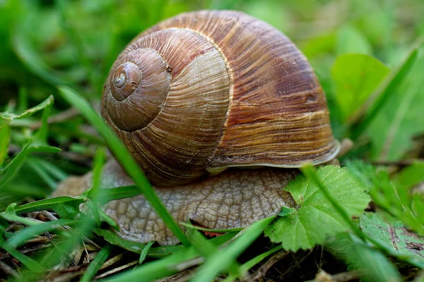 Detailní Záběr Krunýře Hroznového Šneka Mezi Trávou Šnek Schoval — Stock fotografie