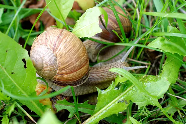 草の間のブドウのカタツムリのクローズアップ — ストック写真