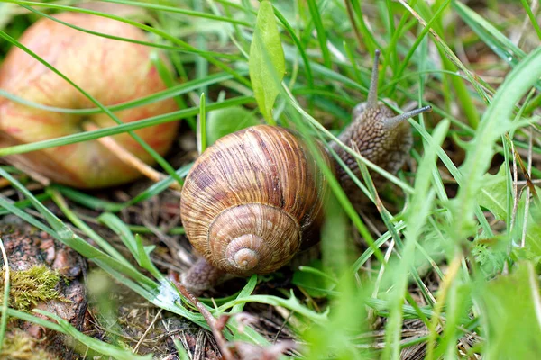 草の間のブドウのカタツムリのクローズアップ — ストック写真