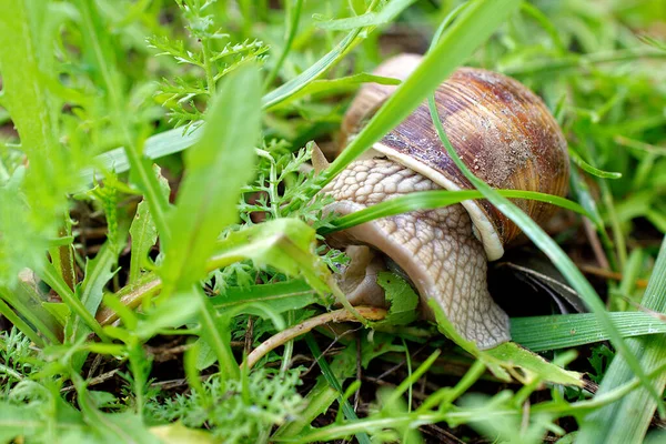 Escargot Raisin Gros Plan Parmi Herbe — Photo