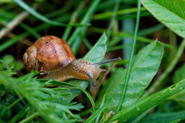 Baby Druva Snigel Närbild Bland Gräset — Stockfoto