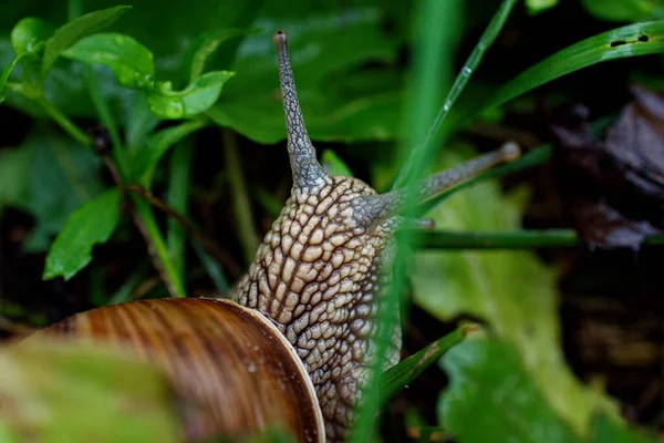 Weinbergschnecke Aus Nächster Nähe Gras — Stockfoto