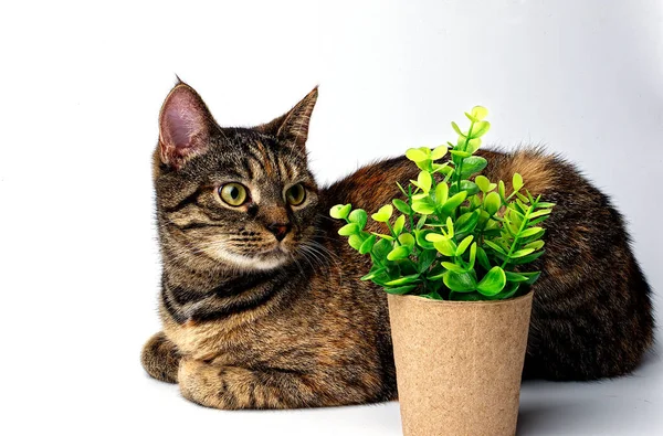 Tabby Cat Artificial Plant Paper Pot Portrait Cute Gray Month — Stock Photo, Image