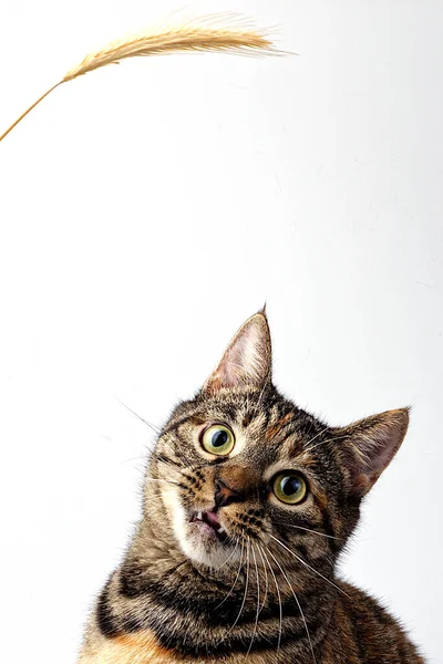 Tabby Cat Portrait Cute Gray Month Old Kitten Small Gray — Stock Photo, Image