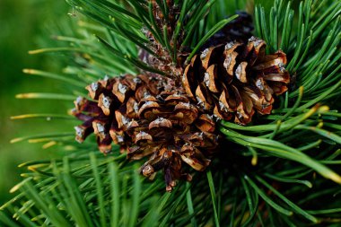 Yeşil iğneli bir dalın üzerinde çam kozalakları. Letonya