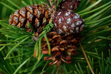 Yeşil iğneli bir dalın üzerinde çam kozalakları. Letonya