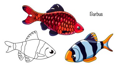 Çeşitli dikenli türler gösterildi. Kırmızı ve çizgili dikenler. Sazan familyasından bir tatlı su balığı, uzun bir vücudu ve parlak bir rengi var. Bu aktif balıklar sık sık akvaryumlarda tutulurlar..