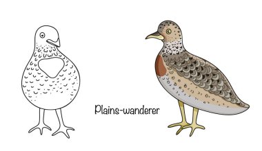 A hand-drawn black-and-white and color wanderer. An unusual bird that dislikes flying, preferring to run. These adorable birds inhabit sparse forests and steppes.