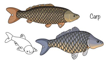 An illustration on the theme of fish. Grass carp and black carp are drawn side by side. These freshwater fish have an elongated body and a silvery color. Vector illustration.