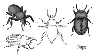 Şırıngalar. Bu böceğin en yaygın türünün el çizimi çizimleri. Bu böceğin küçük, yuvarlak ya da biraz uzun bir vücudu var. Yavaş ve sakar yürüyüşü ile bilinir.. 