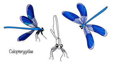 Farklı açılardan çekilmiş üç güzel yusufçuk. Parlak mavi renkli ve şeffaf kanatlı zarif bir yusufçuk. Basit vektör çizimi. Demokiselle.