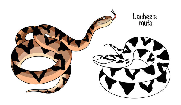 A large, venomous snake native to the tropical forests of Central and South America. Hand-drawn illustration of two Burschmeister snakes. Vector illustration of this dangerous, nocturnal snake.