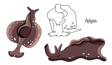 Aplysia. Yumuşak vücutlu bir deniz gastropodu, sıklıkla sakallı fok olarak adlandırılır, farklı açılardan çekilir. Çeşitli kullanımlar için vektör illüstrasyonu. 