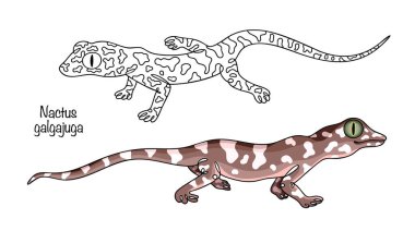 İki Avustralya nactus kertenkelesi. Düz derili, büyük gözlü ve inatçı pençeli küçük kertenkeleler. Siyah beyaz ve renkli benekli güzel bir kertenkele..
