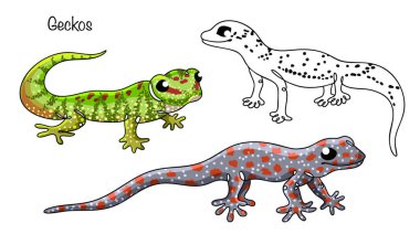 Geckolar. Üç küçük kertenkele, büyük, esnek gözleri ve güzel, canlı renkleri var. El çizimi kertenkeleler. Çeşitli kullanımlar için vektör seti.