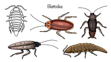 Dünyanın en ünlü hamamböceği türünün el yapımı çizimleri. Bu böceklerin düz, oval bir vücudu ve altı inatçı, çivili bacakları var. Onlar ev içi sağlık sorunlarına yol açabilen baş belaları..