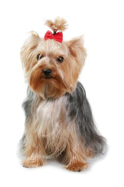 Küçük Köpek