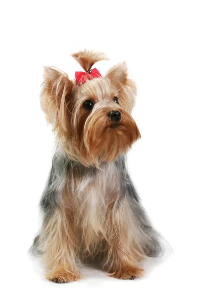 Yorkshire terrier —  Fotos de Stock