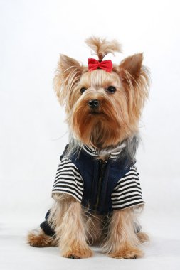  Gençlik köpek