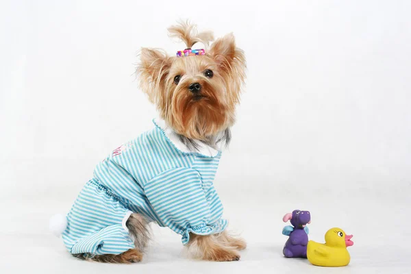 Isolierter Terrier — Stockfoto