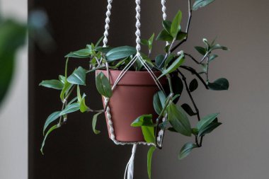 Evdeki bitkiler: el yapımı makrome bitki askısı içindeki yeşil tradescantia