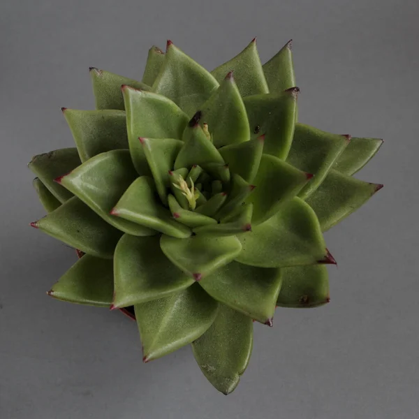 Piante Casa Piante Appartamento Verdi Isolate Succulente Sfondo Grigio — Foto Stock