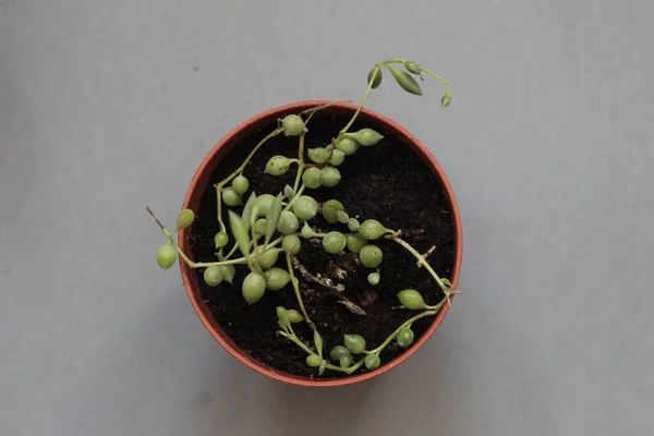 Растения Дома Изолированный Зеленый Чехол Нитка Жемчуга Сером Фоне — стоковое фото