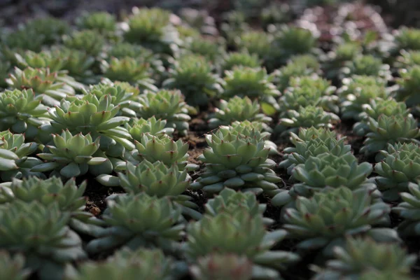 Plantas Casa Jardim Suculento — Fotografia de Stock